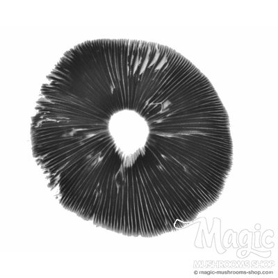 Magic mushroom spore print Mexican